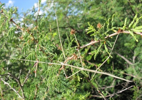 a walkingstick hiding on a bush
